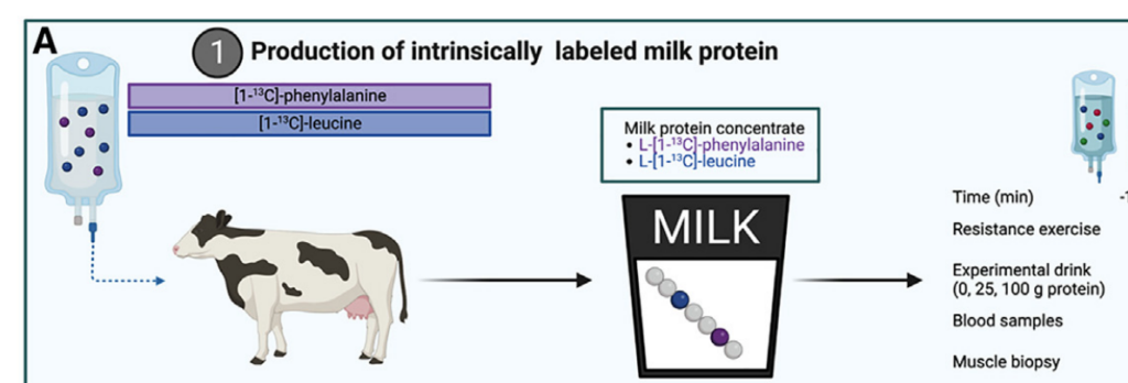 how much protein can absorb